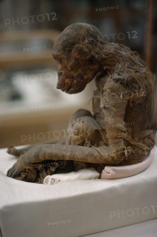 EGYPT, Cairo, Unwrapped mumified monkey in Cairo Museum.