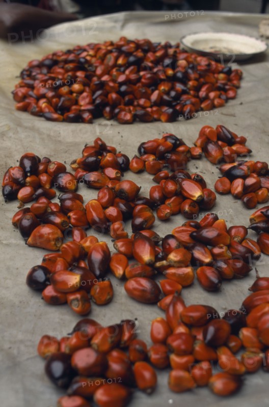 IVORY COAST, Abidjan, Display of palm oil nuts (graine de palme) for sale in the covered market .