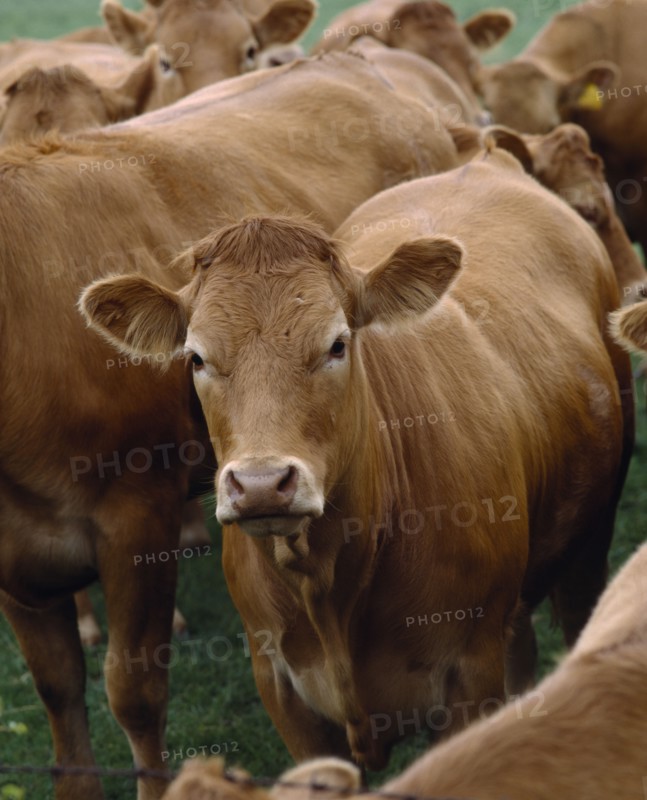 AGRICULTURE, Animals, Cattle, Herd of cattle with one animal looking towards lens