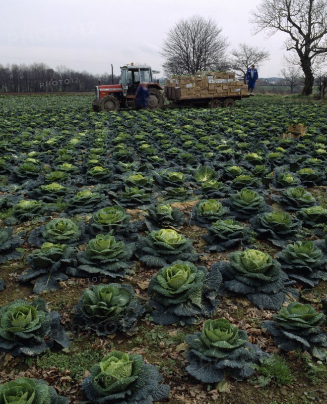 AGRICULTURE, Havesting, Row of Cabbages in field with farm workers using a tractor to load produce into boxes
