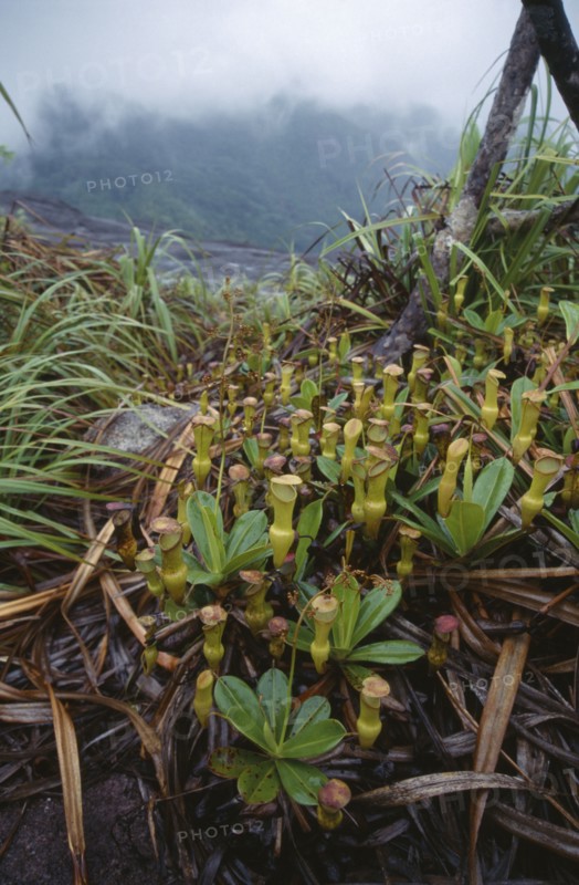 SEYCHELLES, Mahe Island, Pitcher plants or Nepenthes Pervillei. Granite rock glacis on Copolis Nature Trail