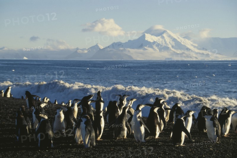 ANTARCTIC, Peninsula, Baileys Head. Deception Island. Chinstrap Penquins moving to sea after the moult