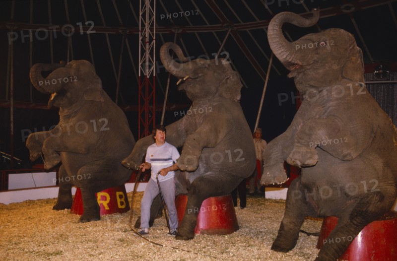 ENGLAND, Animals, Elephants, Elephant trainer inside circus tent with three performing elephants.
