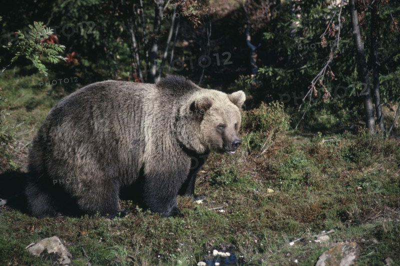 SWEDEN, Orsa, Gronklitt Bear Park. Brown Bear