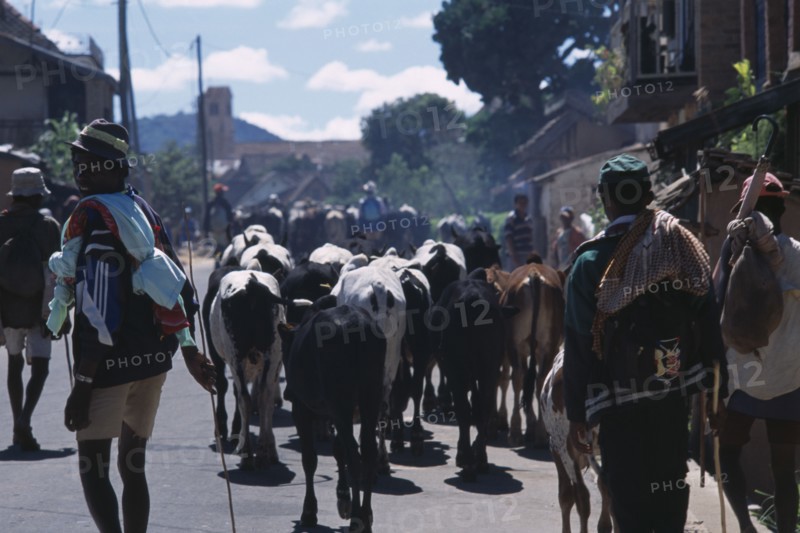 MADAGASCAR, Agriculture, Road to Ambalavao. Herdsman driving Zebu cattle along road through small town