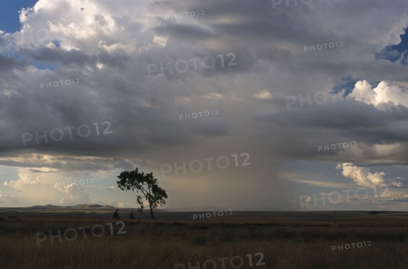 MADAGASCAR, Weather, Rain storm clouds over the Horombe Plateau with a single tree on the ground