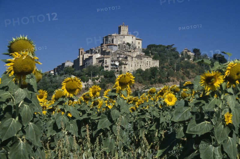 ITALY, Umbria, Narni, Medieval hilltop town with field of sunflowers in the foreground.