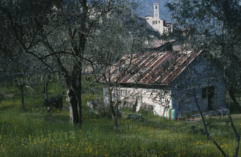 ITALY, Veneto, Bogliaco, Smallholding in village on the west bank of Lake Garda in Spring with olive trees in foreground.