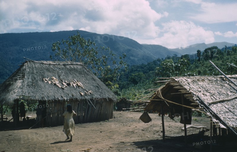 COLOMBIA, Sierra de Perija, Yuko - Motilon, "Village settlement in foothills, girl walks between two dwellings with maize growing in a cleared cultivation patch behind"