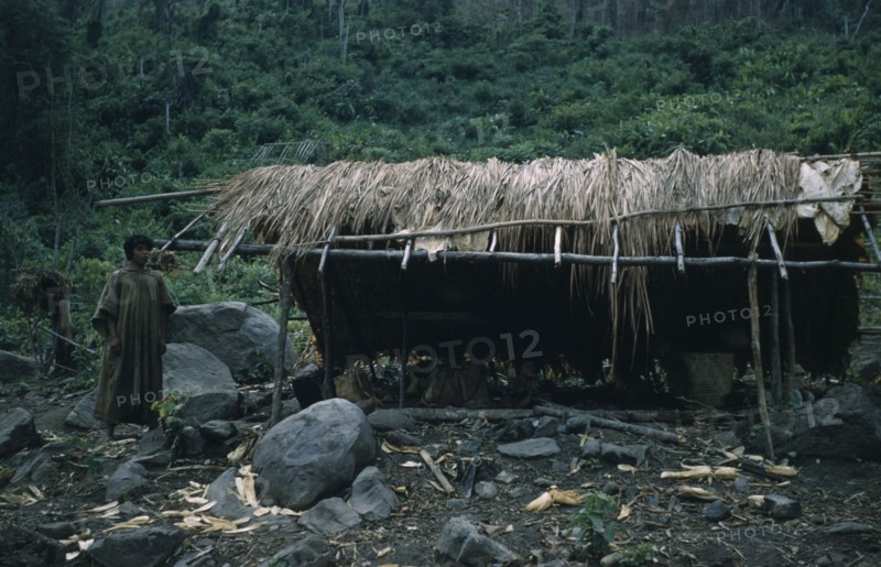 COLOMBIA, Sierra de Perija, Yuko - Motilon, "Palm thatch dwellings and shelters, boy wearing long woven cotton toga. Cultivation patch with platanos / plantains and maize plants."