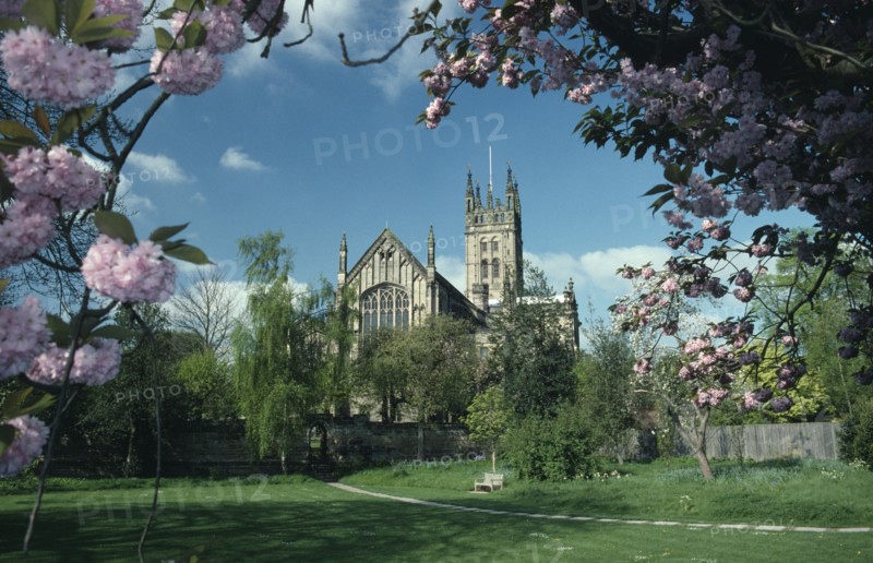 ENGLAND, Warwickshire, Warwick , St Marys Church seen from college garden framed by cherry blossom tree branches