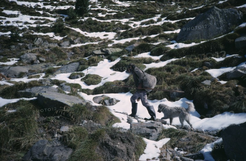 SPAIN, Pyrenees, Agriculture, Shepherd climbing mountain path in melting snow followed by dog.
