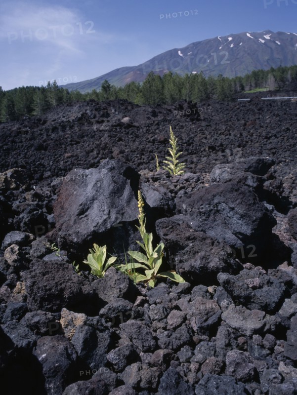 ITALY, Sicily, Mount Etna, "The medicinal plant, Greater Mullien, growing through the lava flow from the volcano.  "
