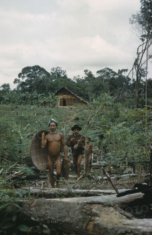 COLOMBIA, Vaupes Region, Tukano Tribe, "Headman with yucca flour basket, his brother with fishing rods, walk through yucca and banana cultivation patch with “maloca” / longhouse in background"