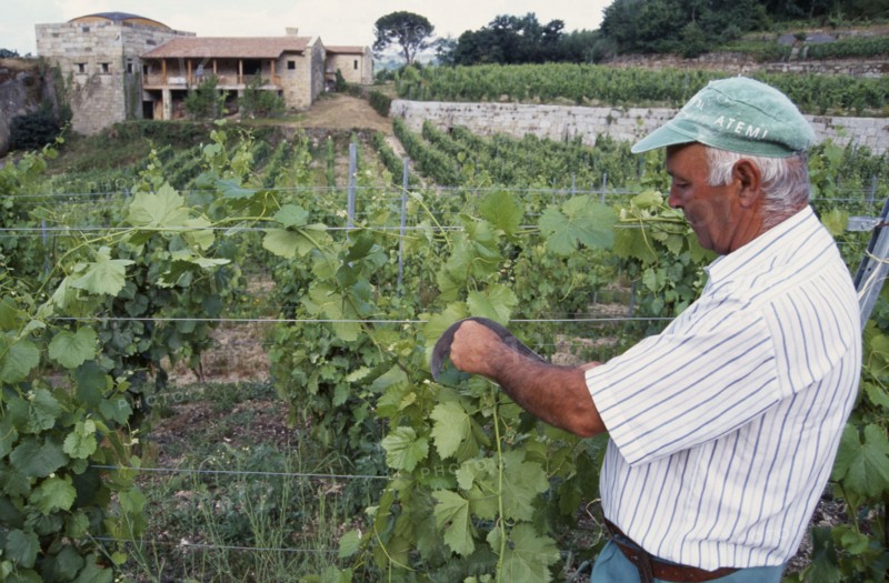 SPAIN, Galicia, Farming, Wine grower attending his vines.