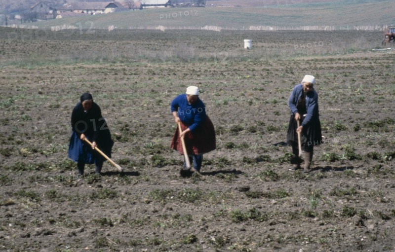 HUNGARY, Nógrád, Hollóko Village, Women working in the fields.