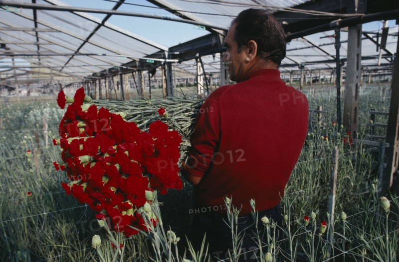 ITALY, Campania, Ercolano, Man picking red carnations growing under glass.