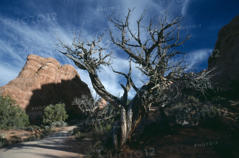 USA, Utah, Arches National Park. Juniper Tree and gorge with dramatic cloud formation