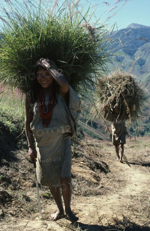 COLOMBIA, Sierra Nevada de Santa Marta, San Antonio, "Mama Valencia's daughter and young son bring freshly cut bundles of hay along track to San Antonio to re-thatch their family home. Lower slopes of Sierra Nevada behind, denuded by past over-grazing. Kogi Tribe "