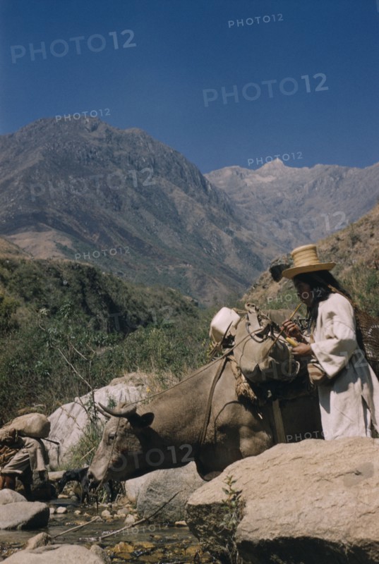 COLOMBIA, Sierra Nevada de Santa Marta, Kogi Tribe, Boy transports equipment into Sierra Nevada by ox. He takes lime from a small gourd “poporo” to add to the wad of coca leaves in his cheek (lime acts as the catalyst to release a very small amount of cocaine alkaloid from coca leaves)