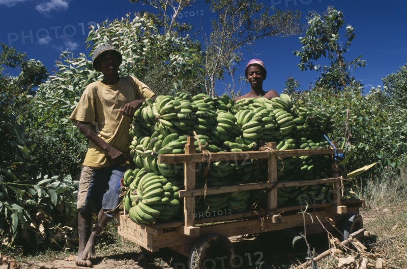 MADAGASCAR, Agriculture, Road to Ranomanfana. Two boys standing by their cart of freshly picked bananas