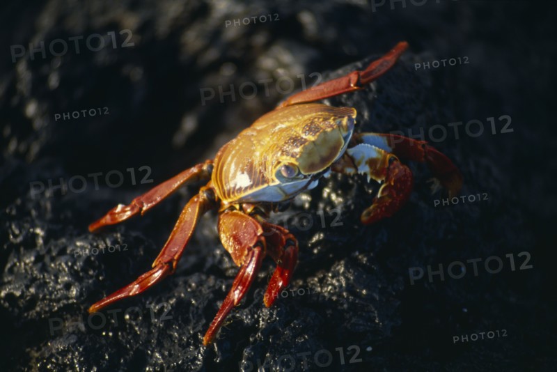 ECUADOR, Galapagos Islands, Red Sally Lightfoot Crab on the rocks on Bajas Beach on Santa Cruz Island.