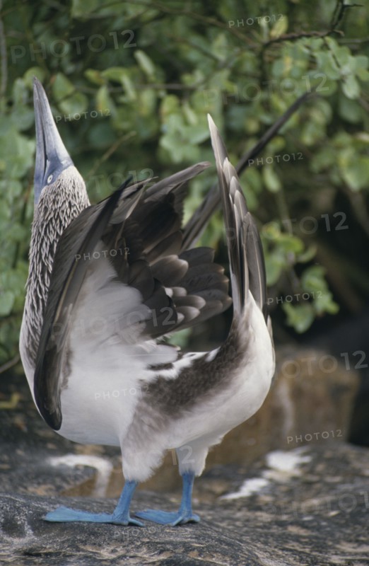 ECUADOR, Galapagos Islands, Close up of a Blue footed Booby performing the sky pointing ritual on Espanola Island.