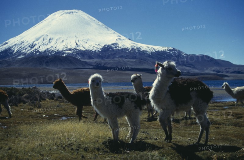 CHILE, Lauca National Park, "Llamas by Lago Chungara, with Volcano Payachata in the background."