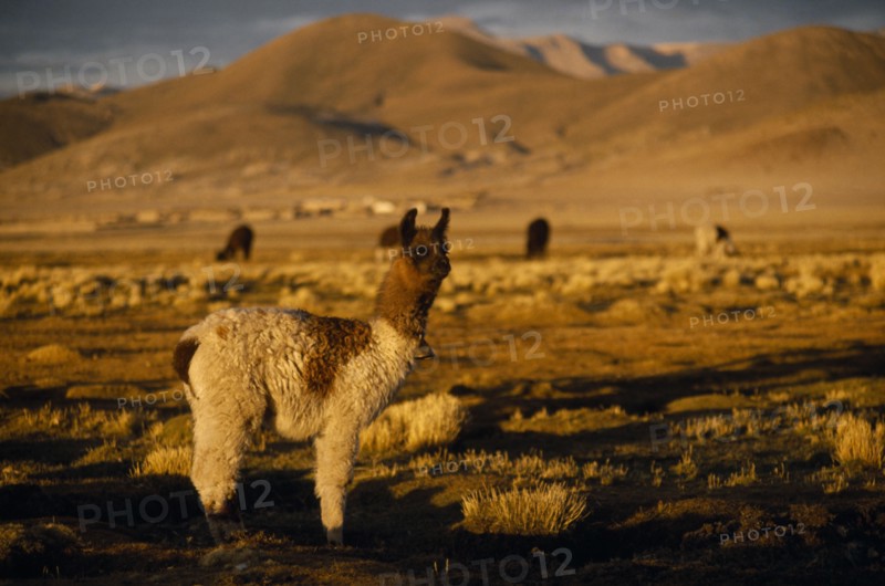BOLIVIA, Animals, "Alpaca on the Altiplano, in between Uyuni an Potosi."