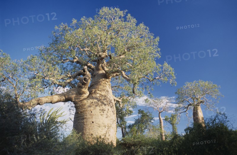 MADAGASCAR, Tulear,  Baobab Trees