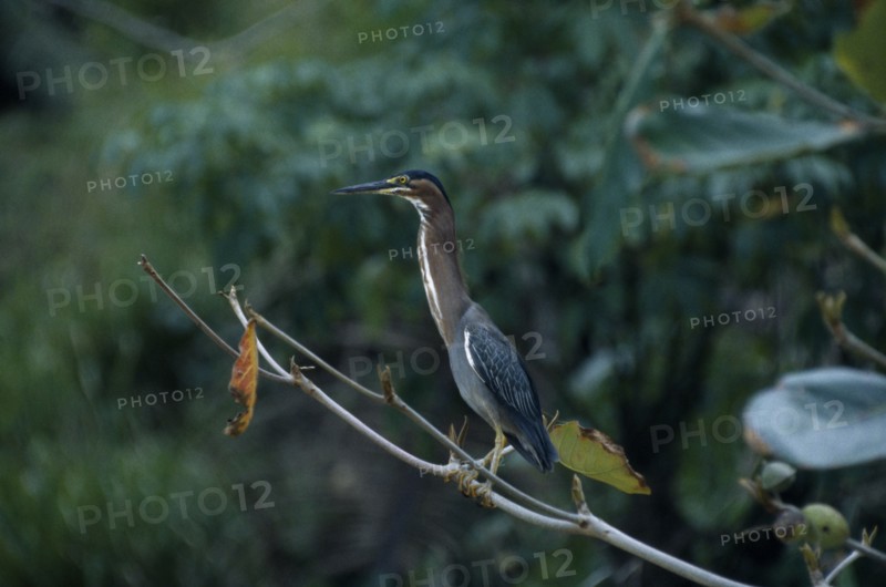 WEST INDIES, Tobago, Castara Bay, Green Backed Heron