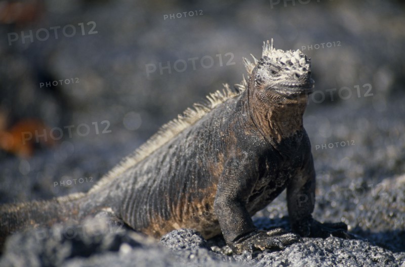 ECUADOR, Galapagos Islands, A Marine Iguana on Bajas Beach on Santa Cruz Island.