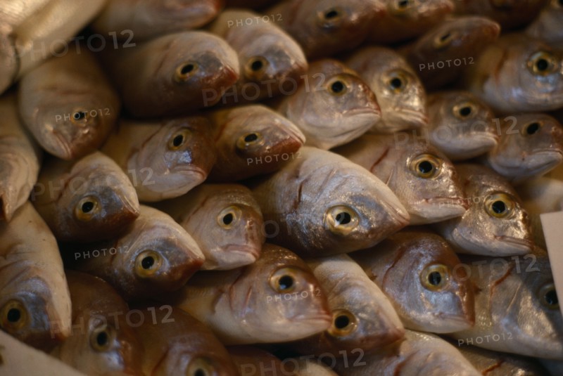 ITALY, Tuscany, Pisa, Fish for sale.