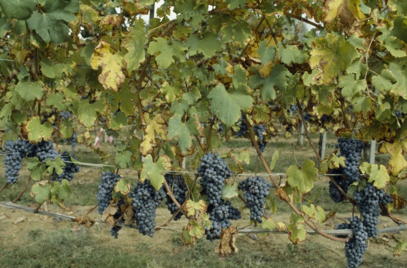 ITALY, Food and Drink, Ripe black grapes on vines growing in Italian Lakes area.