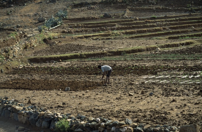 ERITREA, Keren Province, Man tilling soil by hand on small irrigated farm.