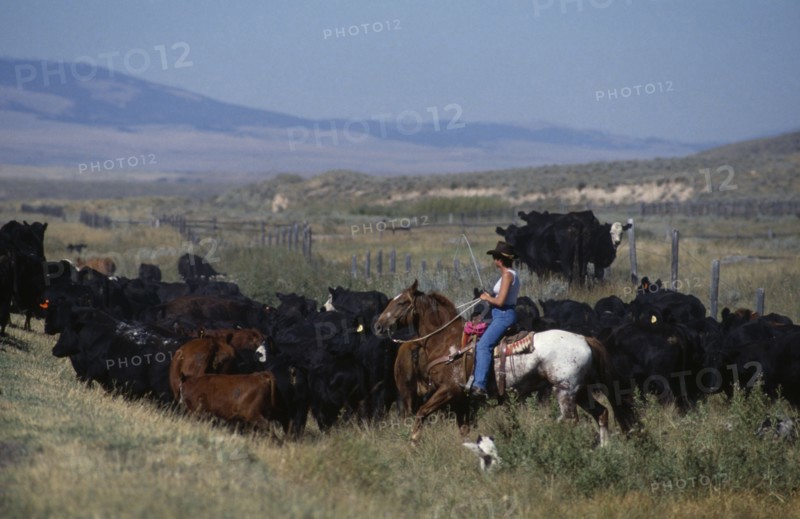 USA, Montana, Park County, Cowgirl driving cattle by Highway 89 in South Montana.