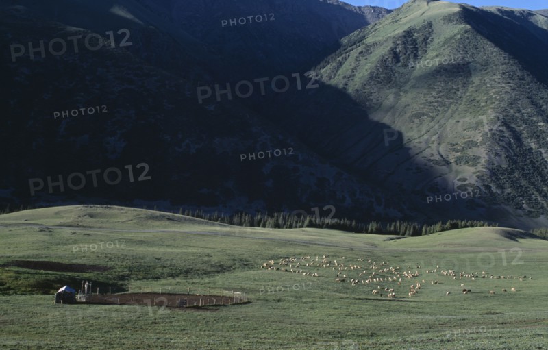 KIRGHIZSTAN, Tyan Shan, Livestock grazing on the lush grass on the mountain range.