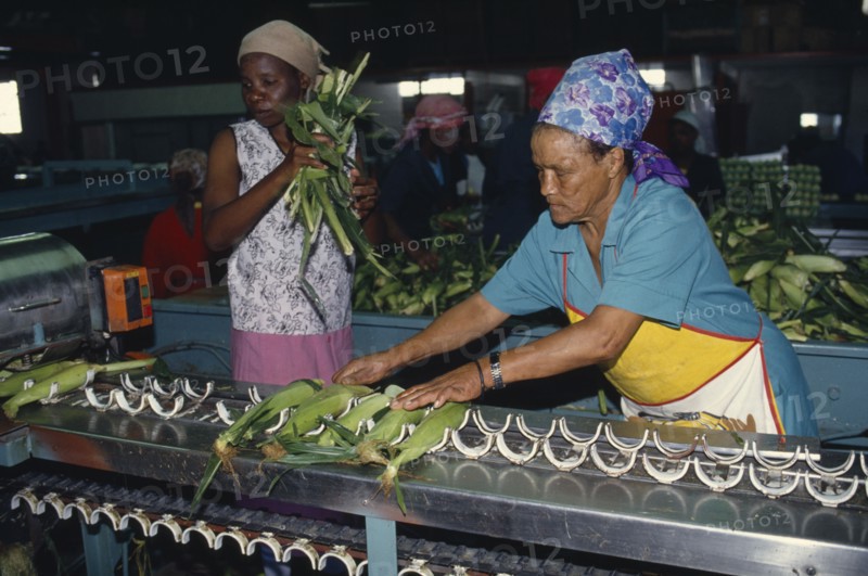 SOUTH AFRICA, Western Cape, Industry, Women packing sweetcorn at Mooiberg fruit and vegetable farm near Stellenbosch.