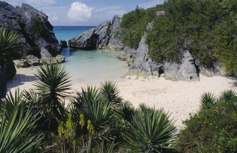 BERMUDA, Jobsons Cove, View across palm plants and green vegetation towards secluded sandy cove and clear shallow water