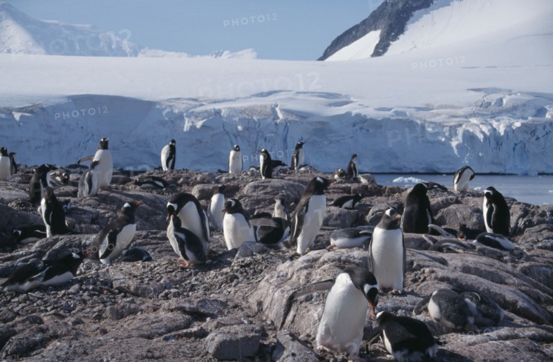 ANTARCTICA, Peninsula region, Goudier Island, Port Lockroy. A large group of Gentoo Penguins on rocks
