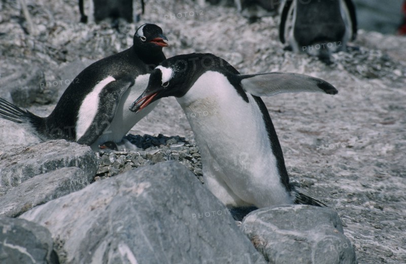 ANTARCTICA, Birds, Penguins, Gentoo Penguins in a peeble nest