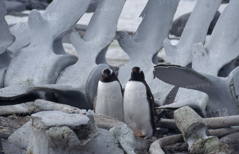 ANTARCTICA, Peninsula Region, Goudier Island, Port Lockroy. Two Gentoo Penguins with a large whale carcass behind