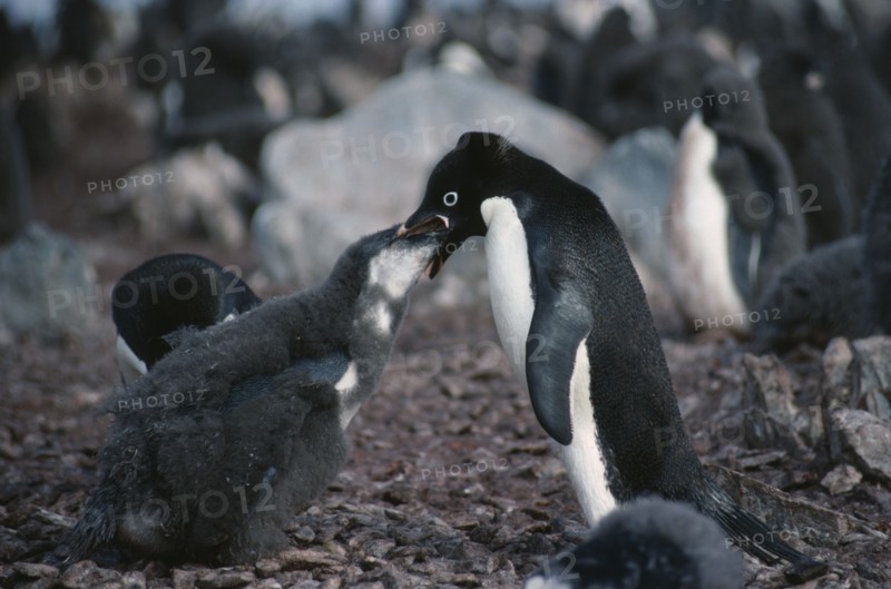 ANTARCTICA, Torgesson Island, Adult Adelie Penguin feeding young