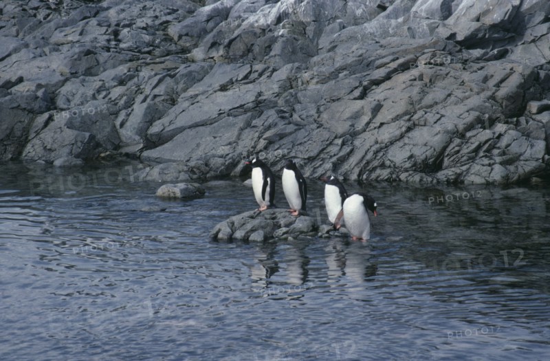 ANTARCTICA, Birds, Penguins, Four Gentoo Penguins standing on a rock surrounded by water