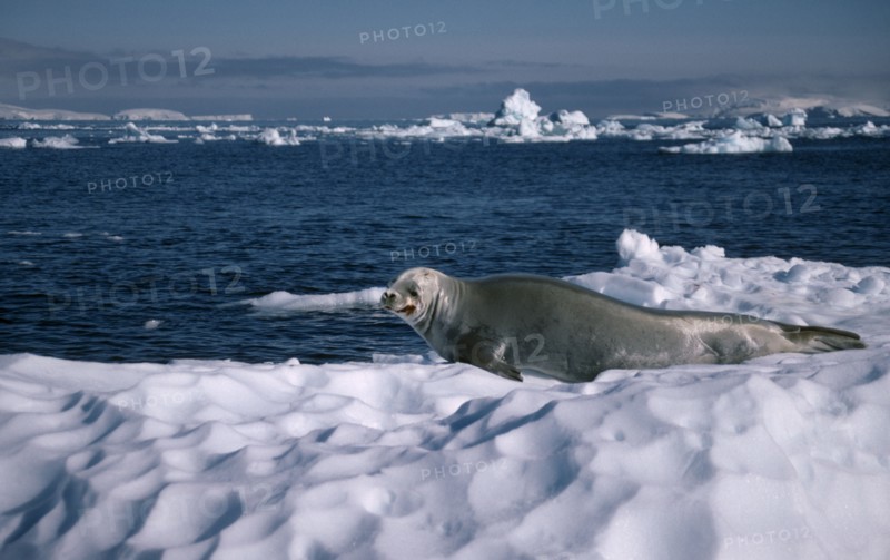 ANTARCTICA, Curverville Island, Seal lying on ice