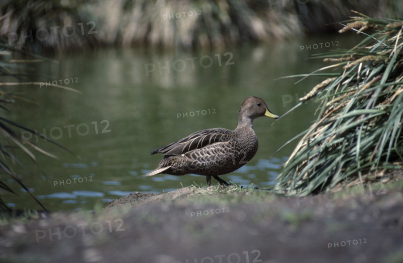 ANTARCTICA, South Georgia, Bay of Isles, Georgia Pintail bird