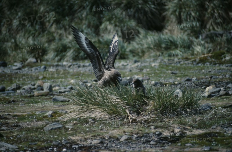 ANTARCTICA, South Georgia,  Bay of Islands, Brown Skua birds