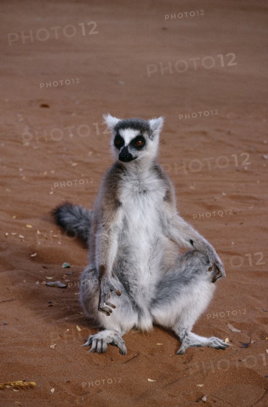 MADAGASCAR, Berenty Reserve, Ring tailed Lemur sat on ground