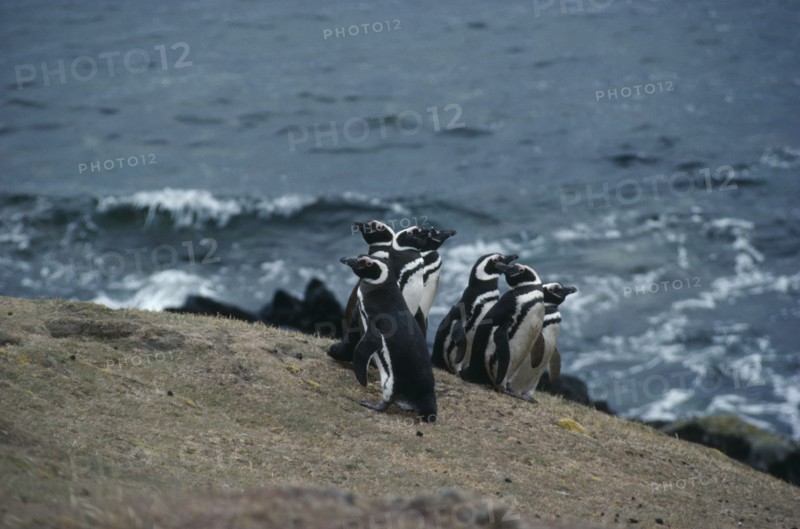FALKLAND ISLANDS, Carcass Island, Megellanic Penguins. Spheniscuc Magellankus