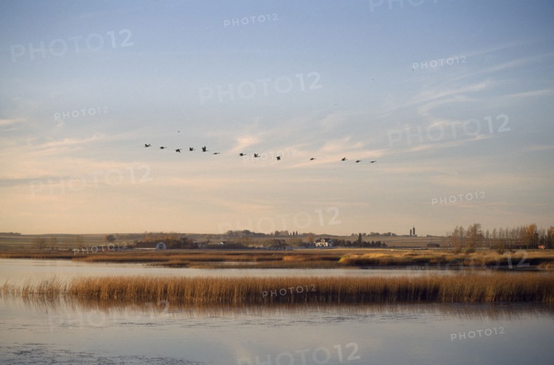 CANADA, Alberta, Picture Butte Lake, "Canada geese flying over lake and reed bed in soft, warm light with house and farm buildings on far shore. "